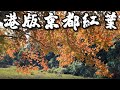 【香港攝影好去處 】港版京都紅葉 丨唔使去大棠 | 全程路線介紹