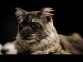Международный кошачий конкурс: в Софии собираются «самые красивые коты Европы»