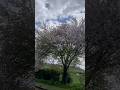 Apple tree full blossom #england #narrowboat #canallife #travel #canalboatlife #boat