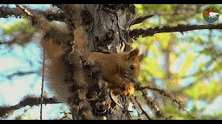 Таежная сказка или кто забыл грибы на дереве / The Taiga's Tail, or Mushrooms in the Tree