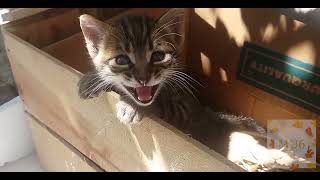 A Bar Song (Tipsy) {Shaboozey} | Cats Singing Songs