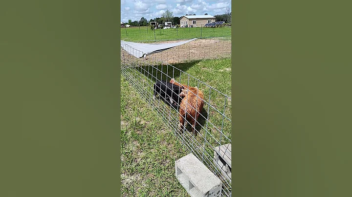 Kune kune pigs cooling off on a hot day - 38 week update
