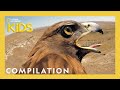 Wildlife Photography and Technology