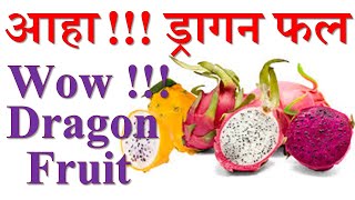 wow!! dragon fruit || आहा ड्रागन फल || नौलो फल || रातकी रानी || Pitahaya || Super Food #ParadiseAgro