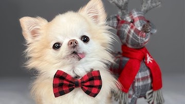 Chihuahua Cedric Opens Christmas Presents And Howls His Happy Xmas Song