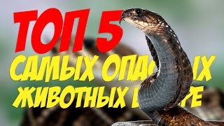ТОП5 САМЫХ ОПАСНЫХ ЖИВОТНЫХ В МИРЕ ДЛЯ ЧЕЛОВЕКА ТОП5 САМЫХ ОПАСНЫХ ЖИВОТНЫХ В МИРЕ ДЛЯ ЧЕЛОВЕКА