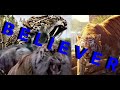 Tribute to Tigers (Sabertooth,Shiva & Shere Khan) - Believer