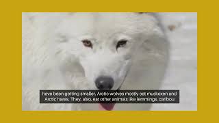 English Creations-Arctic Wolf