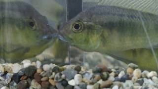Understanding Fish Reactions to Their Reflection