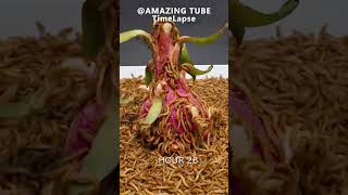 10.000 Worms Vs Dragon Fruit