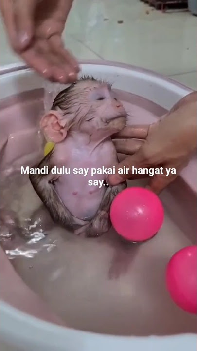 anak monyet lagi mandi pakai air hangat #monyetlucu #monyetviral