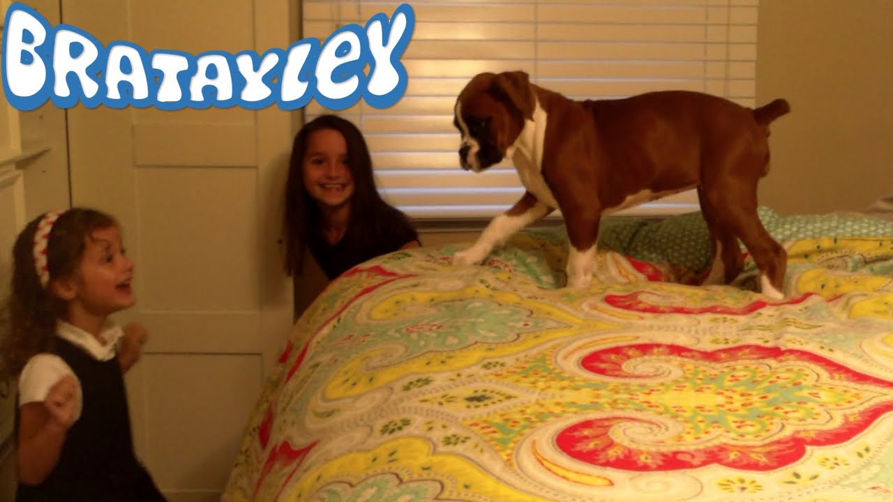 puppy paradise Obnoxiously High! (WK 138.2) | Bratayley