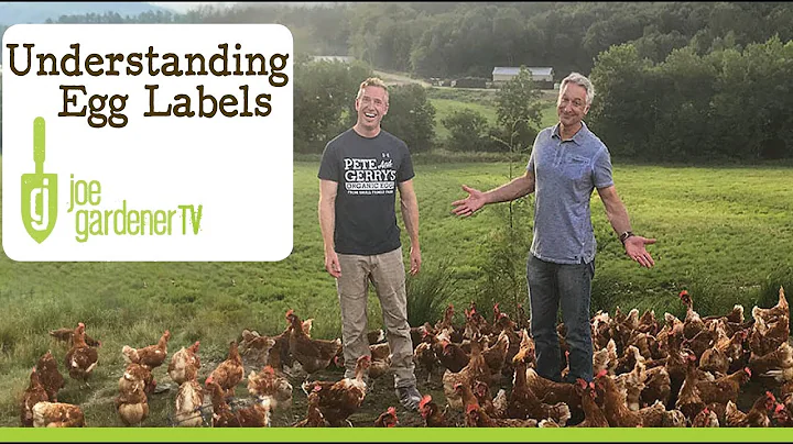 Understanding Egg Labels - Which Options are Humane?