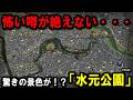 【都県境が決まってない！？】～怖い噂がある『水元公園』には驚きの景色があった・・・！！～