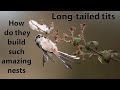 Longtailed tits masters of nest building how do they do it