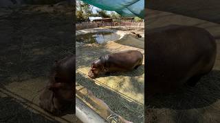 Hipopótamos en el Zoológico de León Guanajuato #noecillo #travelvlog