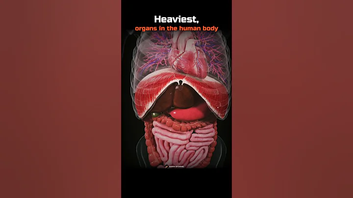 Heaviest, organs in the human body! 💀🤯 #Shorts #Biology #Science #HumanBody #Animals #Zoology