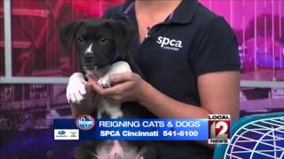 Adopt-A-Pet: Saturday, May 31, 2014