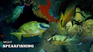 Panah Ikan malam hari || Night Spearfishing Indonesia