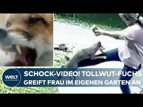 Video: Bekommen Opossums Tollwut?