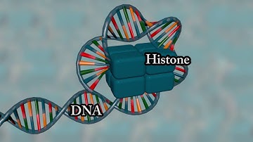 Chromosome structure - Medical animation
