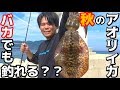 秋のイカは簡単に釣れる？エギングでアオリイカ爆釣！
