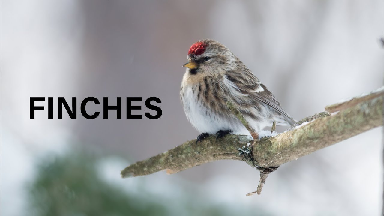 Finches