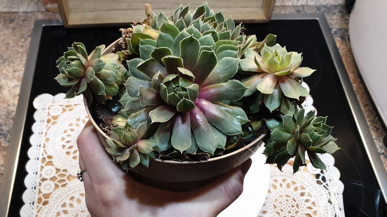 Ket Lule duhet ta keni secila ne shtepi,per Lloj Lloj Semundje shumë e vertetë dhe e shendetshme👌👌👌👌