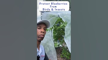 Protect Blueberries from Birds & Insects #gardening #garden
