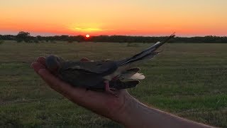 Dove Hunt Clean Cook {King Ranch, Fiesta De Paloma} Festival of the Dove