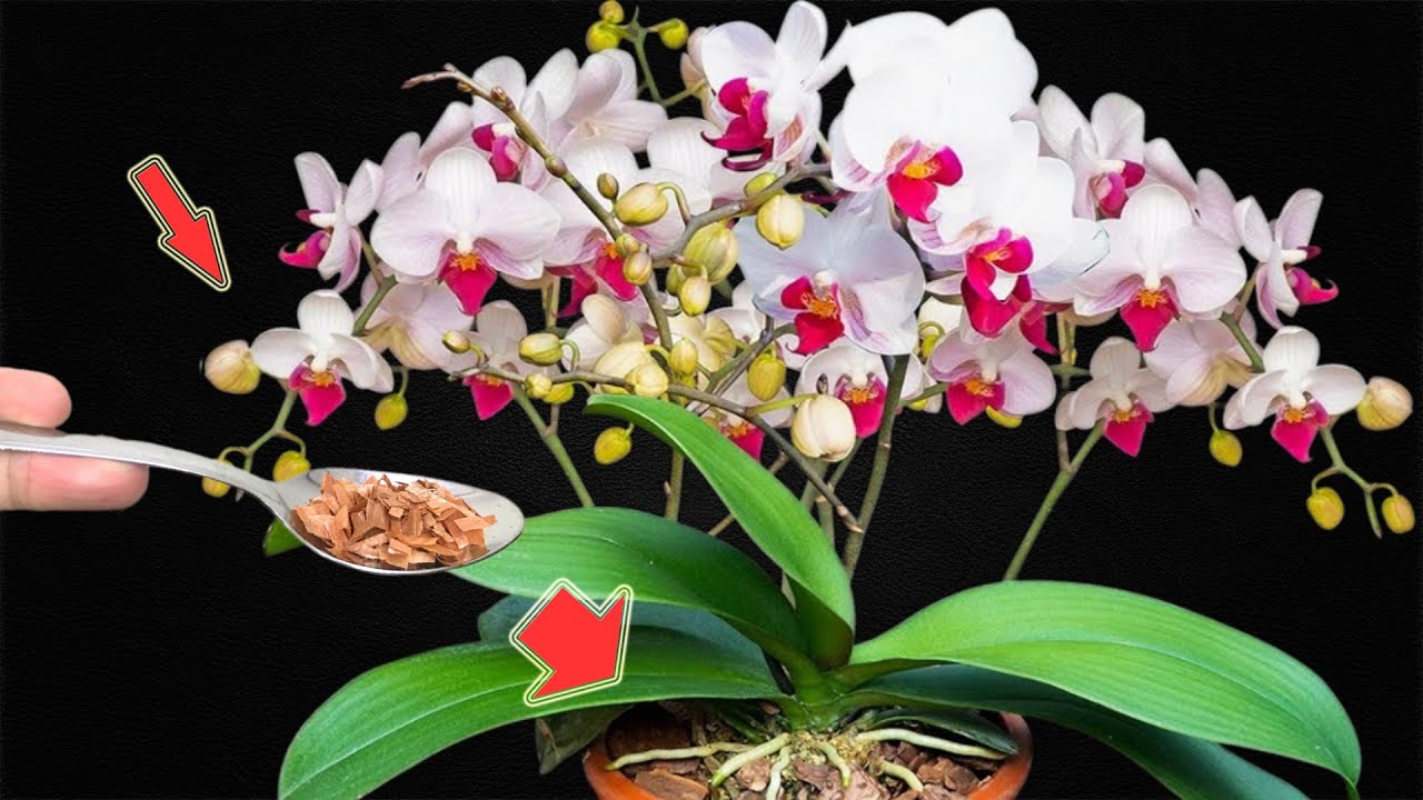 Just 1 Spoon! Roots, Leaves And Orchids Bloom All Year Round - YouTube