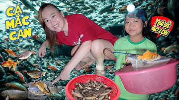 Đêm Soi Đèn, Mẹ Hà Hí Và Mint Vy Phát Hiện Đàn Cá Mắc Kẹt Ở Cống – Hai Mẹ Con Liền Vớt Thả Về Ao Lớn