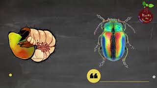 How to control Grubs / Japanese Beetle - Know your bugs - Episode 8