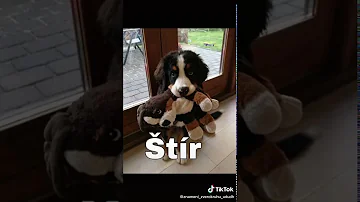 Co je hudební inteligence?