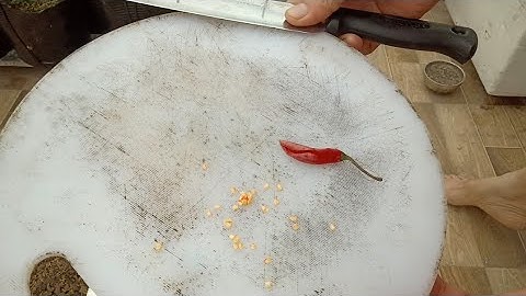 Hướng dẫn trồng ớt bằng hạt lấy trực tiếp trong quả chín