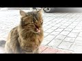 母と娘の絆！身重の母猫が襲われ、助けたのは娘猫！メス猫が好き過ぎるオス猫！