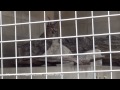 姫路市立動物園のカラカル　クルン（♀） の動画、YouTube動画。