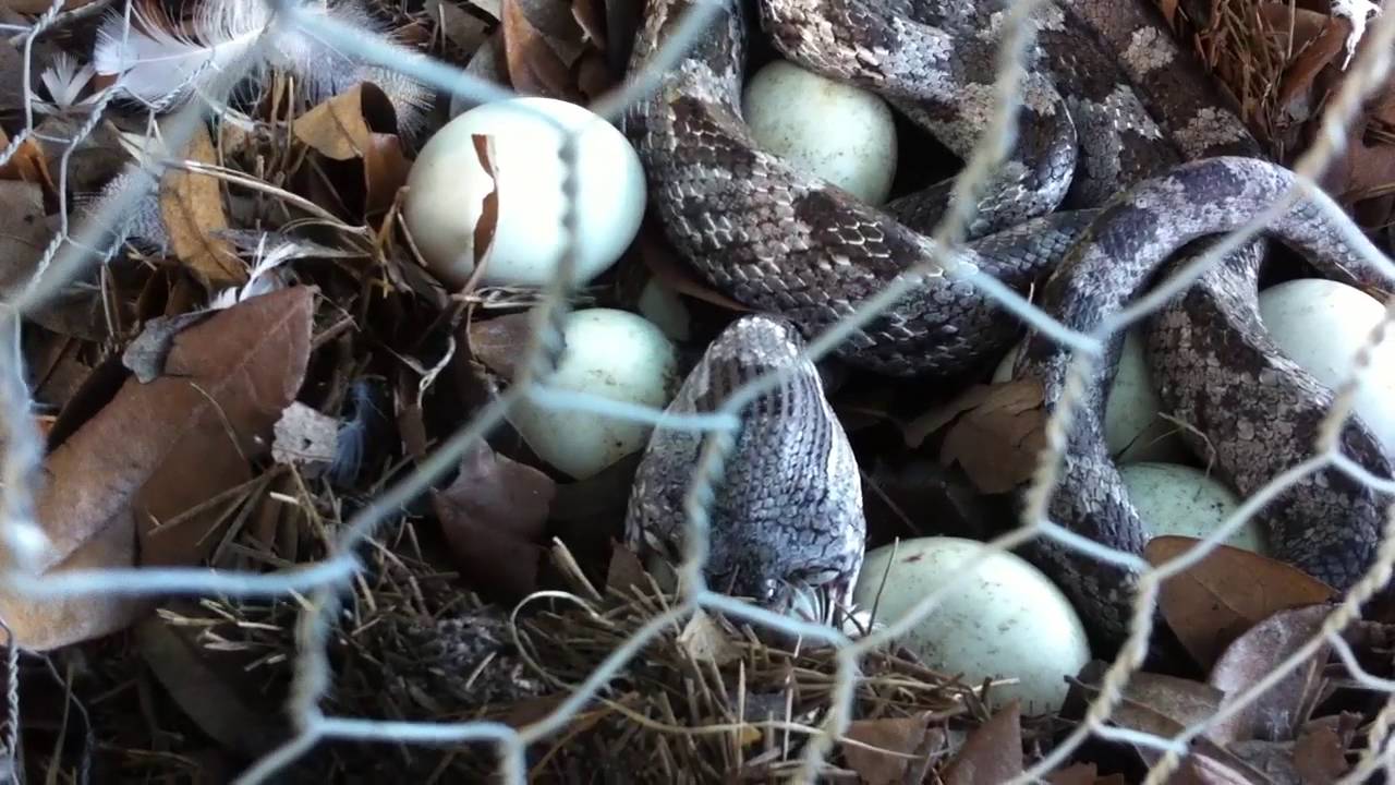 Snake eating the ducks eggs 