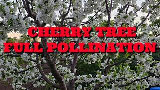 CHERRY TREE | FULL POLLINATION