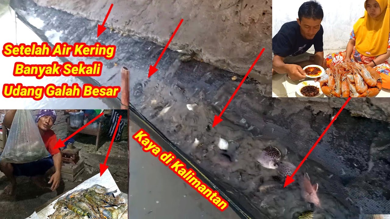 Kaya di Kalimantan!! Pasang Perangkap Dapat Banyak Udang Galah Besar Langsung Masak