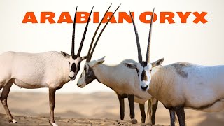 Arabian Oryx: A Remarkable Antelope Returning from Extinction by Familiarity With Animals (FWA) 429 views 13 days ago 3 minutes, 42 seconds