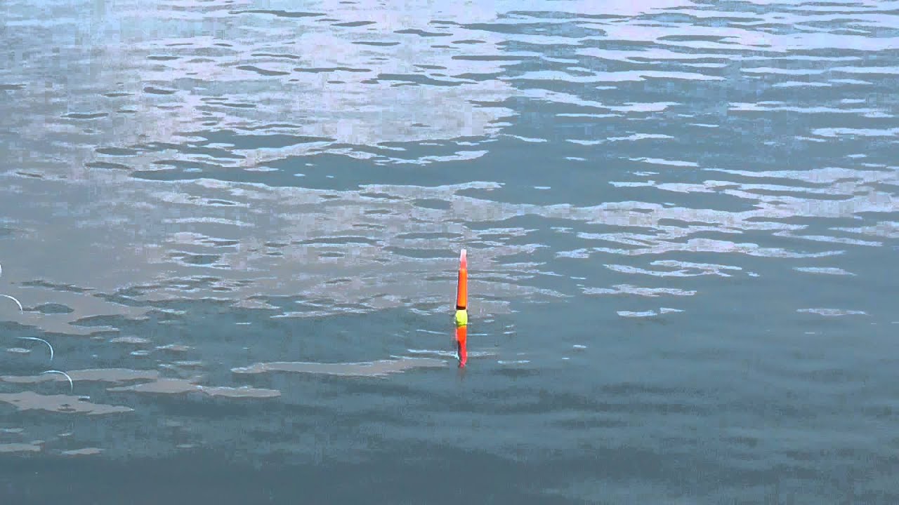 海上釣堀でのアタリ