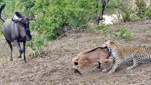 Battle Between Leopard & Wildebeest Mother over Calf - DayDayNews