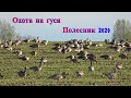 Охота на гуся 2020 чучела гусей Полесник Фотоохота