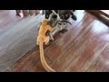 Playful Orange Baby Monkey On The Stairs (Silver Leaf Monkey) - National Park in Borneo. 1080p HD