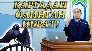 Қарғадан Олинган Ибрат