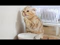 말괄량이 고양이 라온이의 재채기 Cute cat have a fit of sneezing [탐묘생활]