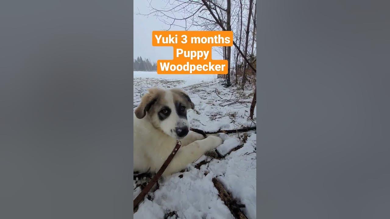 Yuki 3 months puppy chewing on woodsticks. Yuki mange du bois YouTube