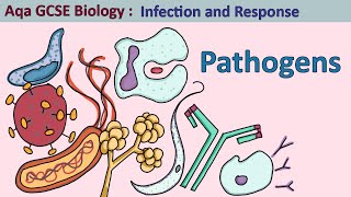 Science - GCSE- Biology - Aqa- Infection and Response: The Four Pathogen Types