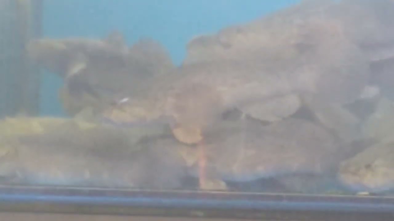 Soon Hock Fish Boulevard at J Mart